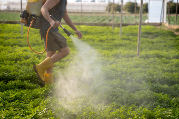 Best Wasp Removal Services  in Forest Park, IL