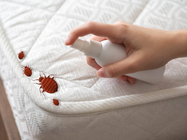 Best Emergency Pest Control  in Forest Park, IL