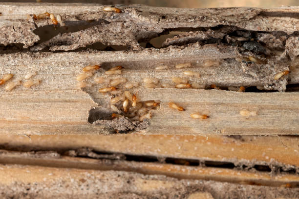 Best Best Pest Control Companies  in Forest Park, IL