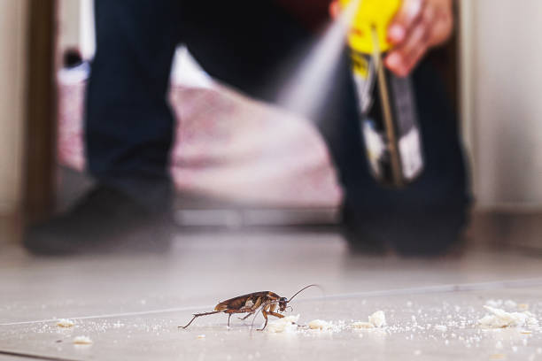 Reliable Forest Park, IL Pest Control Solutions